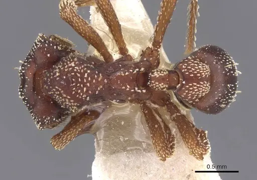 Eurhopalothrix procera specimen CASENT0912538 image casent0912538_1