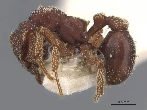 Eurhopalothrix procera specimen CASENT0912538 image casent0912538_3