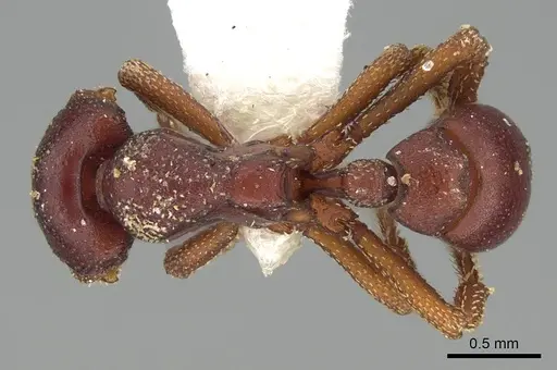 Eurhopalothrix procera specimen CASENT0914903 image casent0914903_1