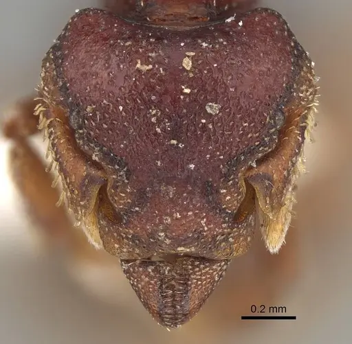 Eurhopalothrix procera specimen CASENT0914903 image casent0914903_2