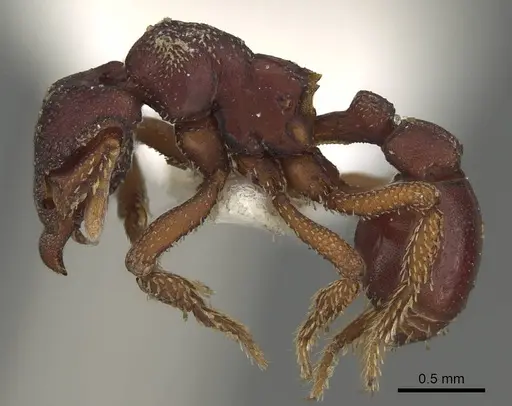 Eurhopalothrix procera specimen CASENT0914903 image casent0914903_3