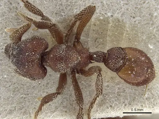 Eurhopalothrix procera specimen CASENT0916633 image casent0916633_1