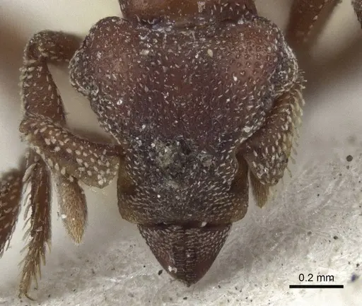 Eurhopalothrix procera specimen CASENT0916633 image casent0916633_2