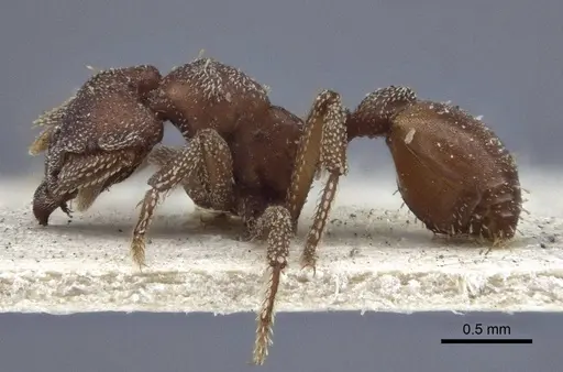 Eurhopalothrix procera specimen CASENT0916633 image casent0916633_3