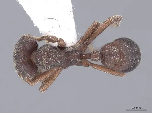 Eurhopalothrix procera specimen FMNHINS0000105160 image fmnhins0000105160_1