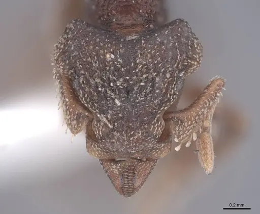 Eurhopalothrix procera specimen FMNHINS0000105160 image fmnhins0000105160_2
