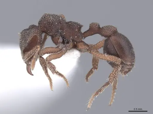 Eurhopalothrix procera specimen FMNHINS0000105160 image fmnhins0000105160_3