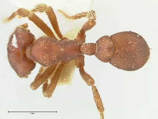 Eurhopalothrix procera specimen FOCOL2179 image focol2179_1