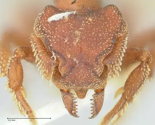 Eurhopalothrix procera specimen FOCOL2179 image focol2179_2