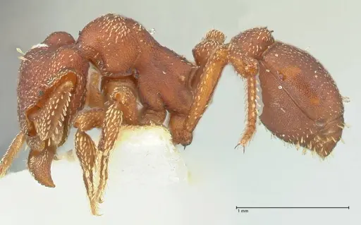 Eurhopalothrix procera specimen FOCOL2179 image focol2179_3