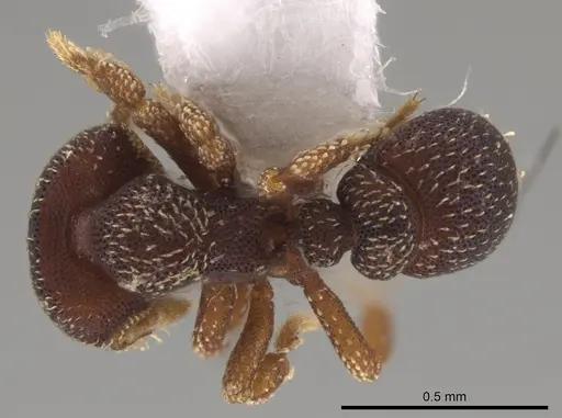 Eurhopalothrix punctata specimen CASENT0187894 image casent0187894_1