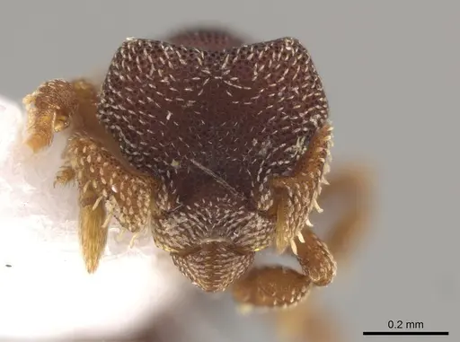 Eurhopalothrix punctata specimen CASENT0187894 image casent0187894_2