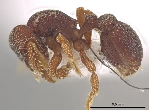 Eurhopalothrix punctata specimen CASENT0187894 image casent0187894_3