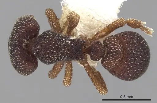 Eurhopalothrix punctata specimen CASENT0280771 image casent0280771_1