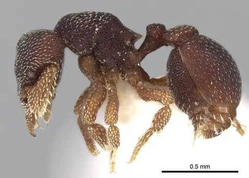 Eurhopalothrix punctata specimen CASENT0280771 image casent0280771_3