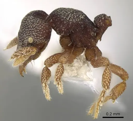Eurhopalothrix punctata specimen CASENT0914904 image casent0914904_3