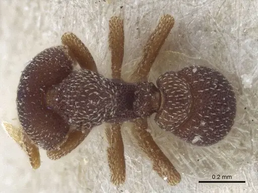 Eurhopalothrix punctata specimen CASENT0916627 image casent0916627_1