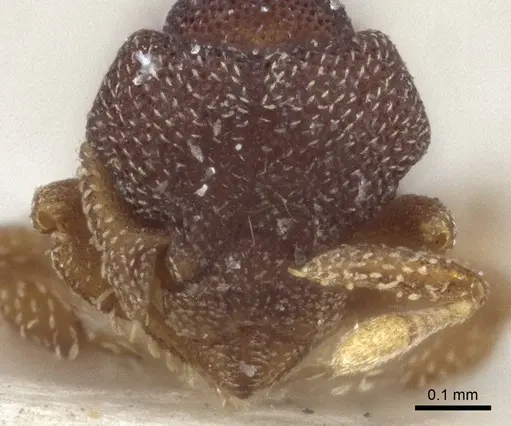Eurhopalothrix punctata specimen CASENT0916627 image casent0916627_2