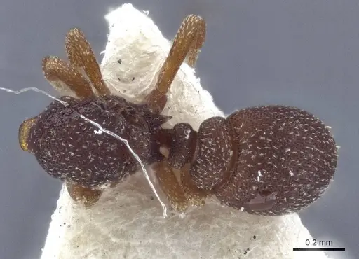 Eurhopalothrix punctata specimen CASENT0916628 image casent0916628_1