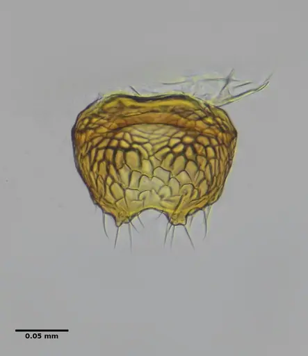 Eurhopalothrix reichenspergeri specimen ANTWEB1038181 image antweb1038181_1