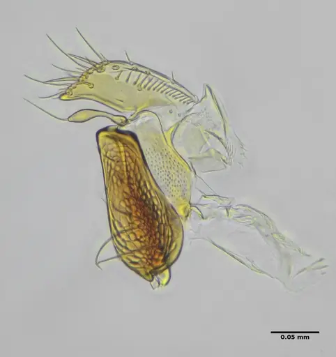 Eurhopalothrix reichenspergeri specimen ANTWEB1038181 image antweb1038181_2