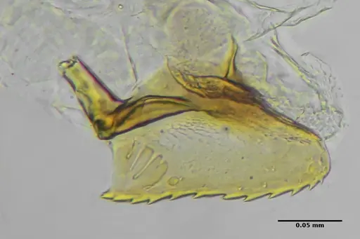 Eurhopalothrix reichenspergeri specimen ANTWEB1038181 image antweb1038181_3