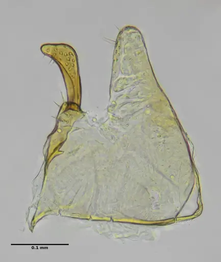 Eurhopalothrix reichenspergeri specimen ANTWEB1038181 image antweb1038181_4