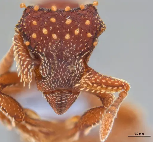 Eurhopalothrix reichenspergeri specimen ANTWEB1047299 image antweb1047299_1