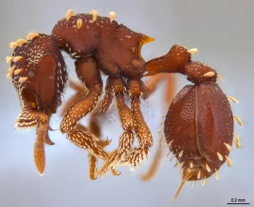 Eurhopalothrix reichenspergeri specimen ANTWEB1047299 image antweb1047299_2