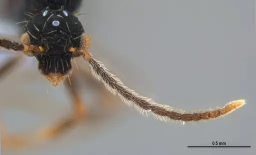 Eurhopalothrix reichenspergeri specimen ANTWEB1047387 image antweb1047387_1