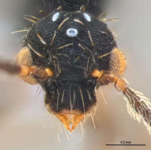 Eurhopalothrix reichenspergeri specimen ANTWEB1047387 image antweb1047387_2