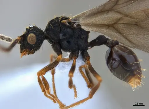 Eurhopalothrix reichenspergeri specimen ANTWEB1047387 image antweb1047387_3