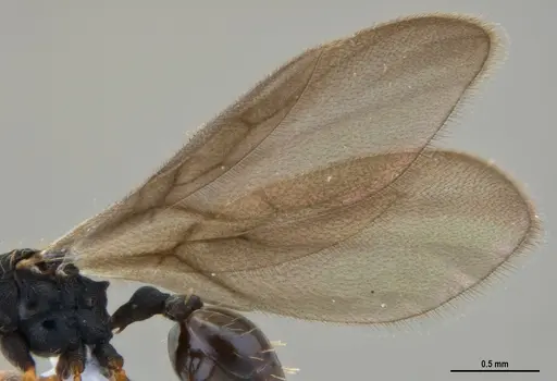 Eurhopalothrix reichenspergeri specimen ANTWEB1047387 image antweb1047387_4