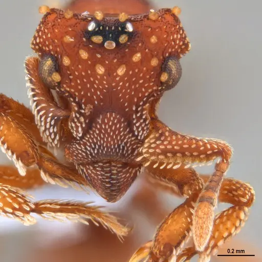 Eurhopalothrix reichenspergeri specimen ANTWEB1047388 image antweb1047388_1