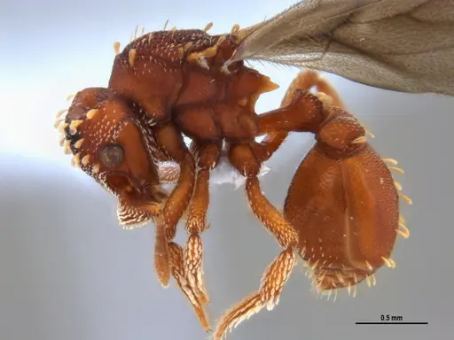 Eurhopalothrix reichenspergeri specimen ANTWEB1047388 image antweb1047388_2