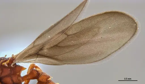 Eurhopalothrix reichenspergeri specimen ANTWEB1047388 image antweb1047388_3