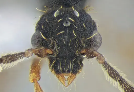 Eurhopalothrix reichenspergeri specimen UFV-LABECOL-010764 image ufv-labecol-010764_3