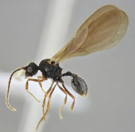 Eurhopalothrix reichenspergeri specimen UFV-LABECOL-010764 image ufv-labecol-010764_6