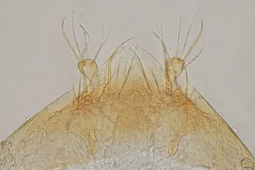 Eurhopalothrix reichenspergeri specimen UFV-LABECOL-010766 image ufv-labecol-010766_1