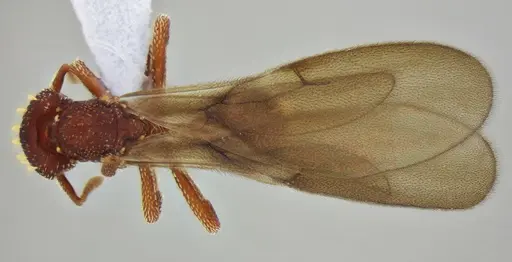 Eurhopalothrix reichenspergeri specimen UFV-LABECOL-010767 image ufv-labecol-010767_1