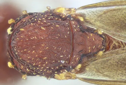 Eurhopalothrix reichenspergeri specimen UFV-LABECOL-010767 image ufv-labecol-010767_2