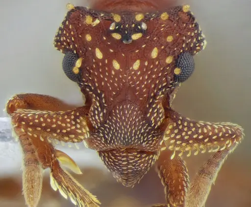 Eurhopalothrix reichenspergeri specimen UFV-LABECOL-010767 image ufv-labecol-010767_3