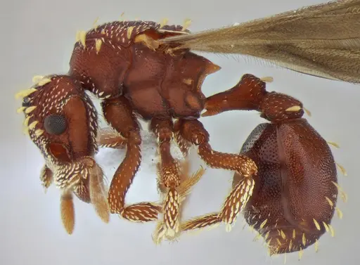 Eurhopalothrix reichenspergeri specimen UFV-LABECOL-010767 image ufv-labecol-010767_4