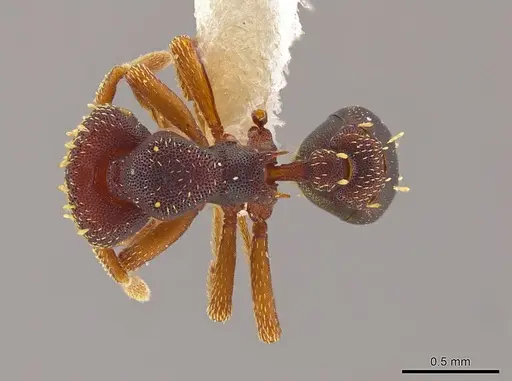 Eurhopalothrix schmidti specimen INBIOCRI001280623 image inbiocri001280623_1