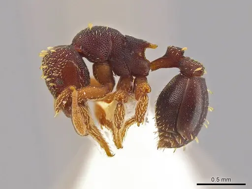 Eurhopalothrix schmidti specimen INBIOCRI001280623 image inbiocri001280623_3