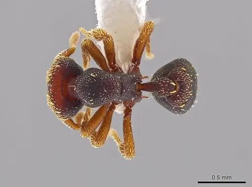 Eurhopalothrix semicapillum specimen CASENT0639343 image casent0639343_1