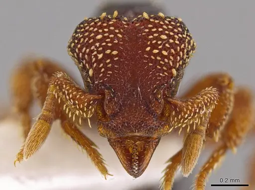 Eurhopalothrix semicapillum specimen CASENT0639343 image casent0639343_2