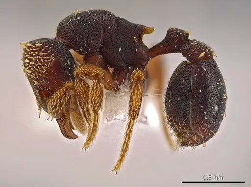 Eurhopalothrix semicapillum specimen CASENT0639343 image casent0639343_3