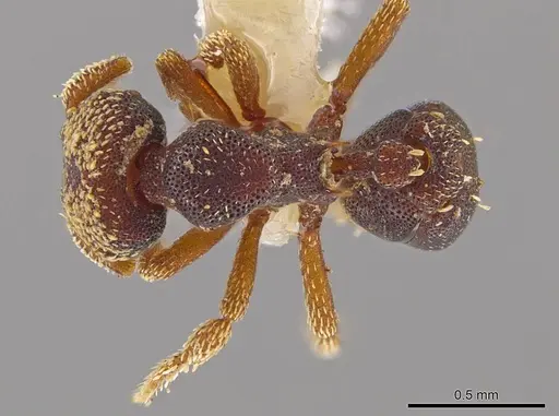 Eurhopalothrix semicapillum specimen CASENT0639366 image casent0639366_1