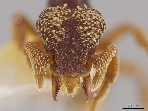 Eurhopalothrix semicapillum specimen CASENT0639366 image casent0639366_2